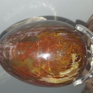 Petrified wood Egg